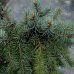 Smrek pichľavý (Picea pungens) ´PENDULA´ - 125-145 cm, kont. C5L – na kmienku